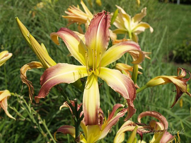 Hemerocallis Dick Kitchingman.JPG